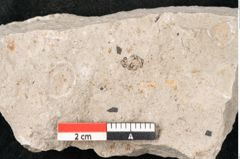 Foto (Detailansicht) von Glyptostrobus europaeus Brongniart (NHMW-GEO-2024-0188-6762)